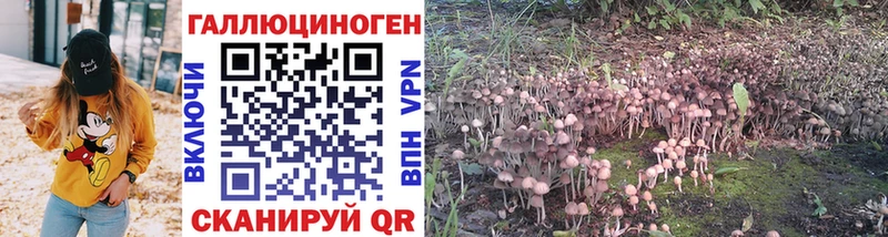 Псилоцибиновые грибы Cubensis  Купить где  Жуков 